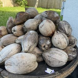 Coconuts 