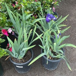 Purple Iris