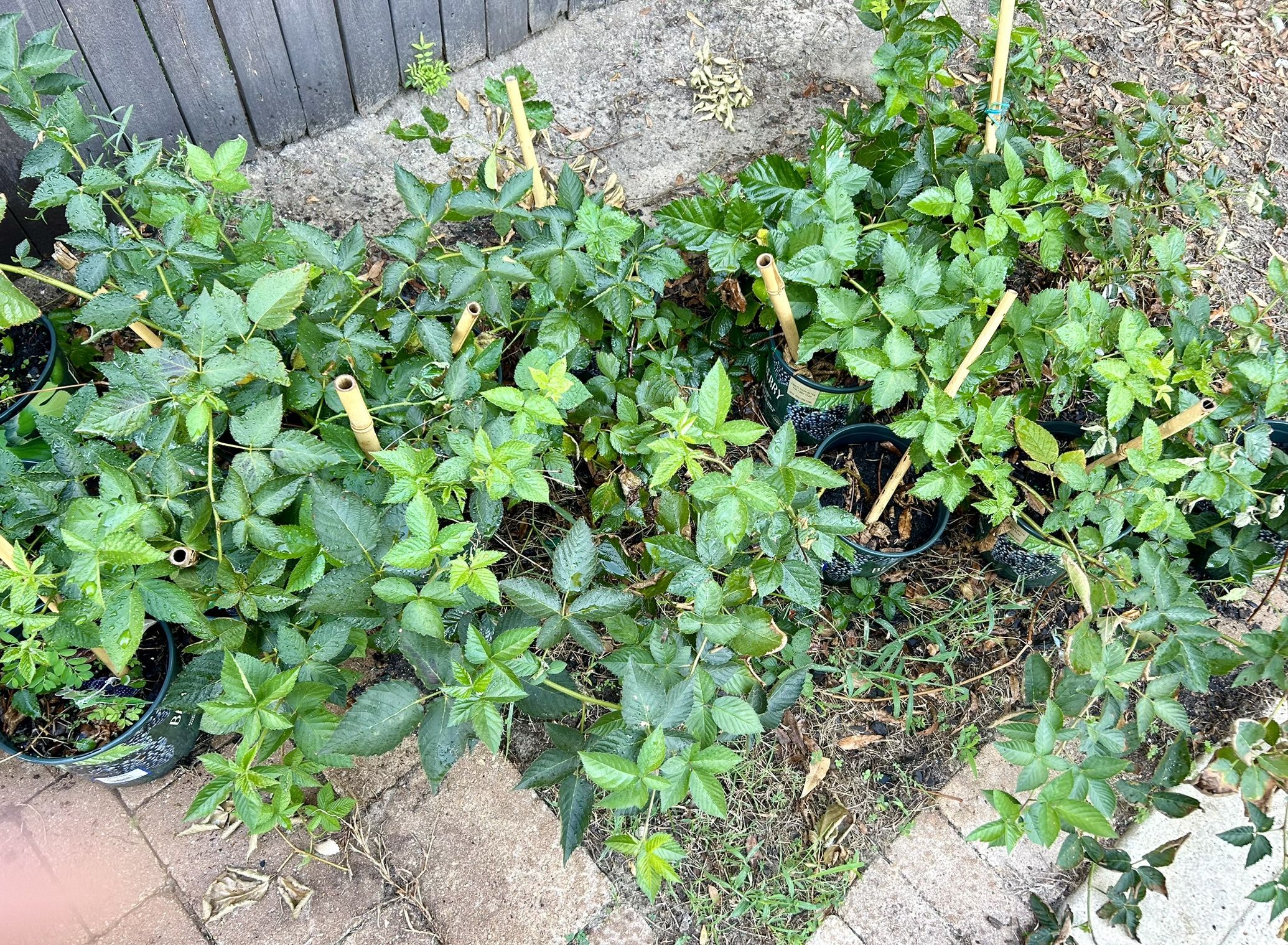 $20 Thornless Delicious BlackBerry Mature Vine