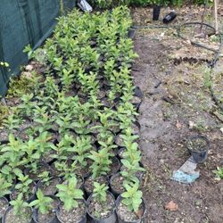 POSTURA DE GUAYABA ROJA CUBANA