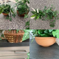 Artificial Potted Plants Set of Two