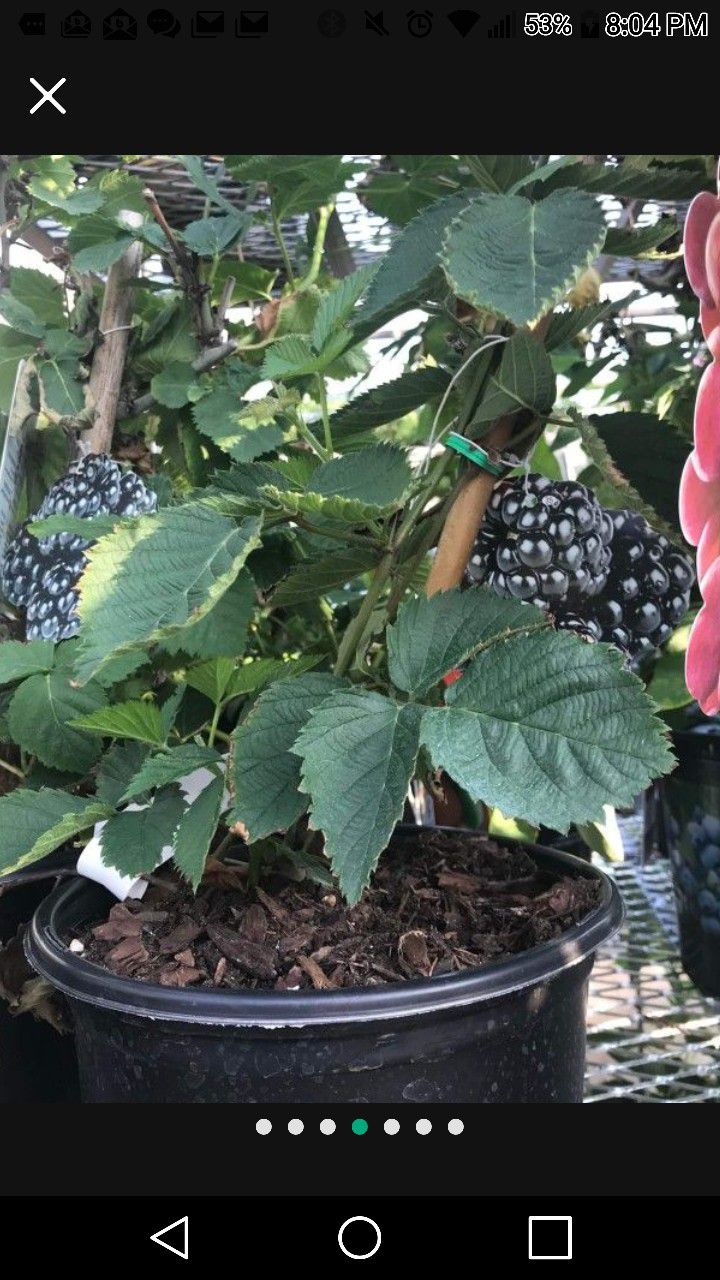 Arapaho Thornless Blackberry Seedling Plant 1ft Ready To Plant
