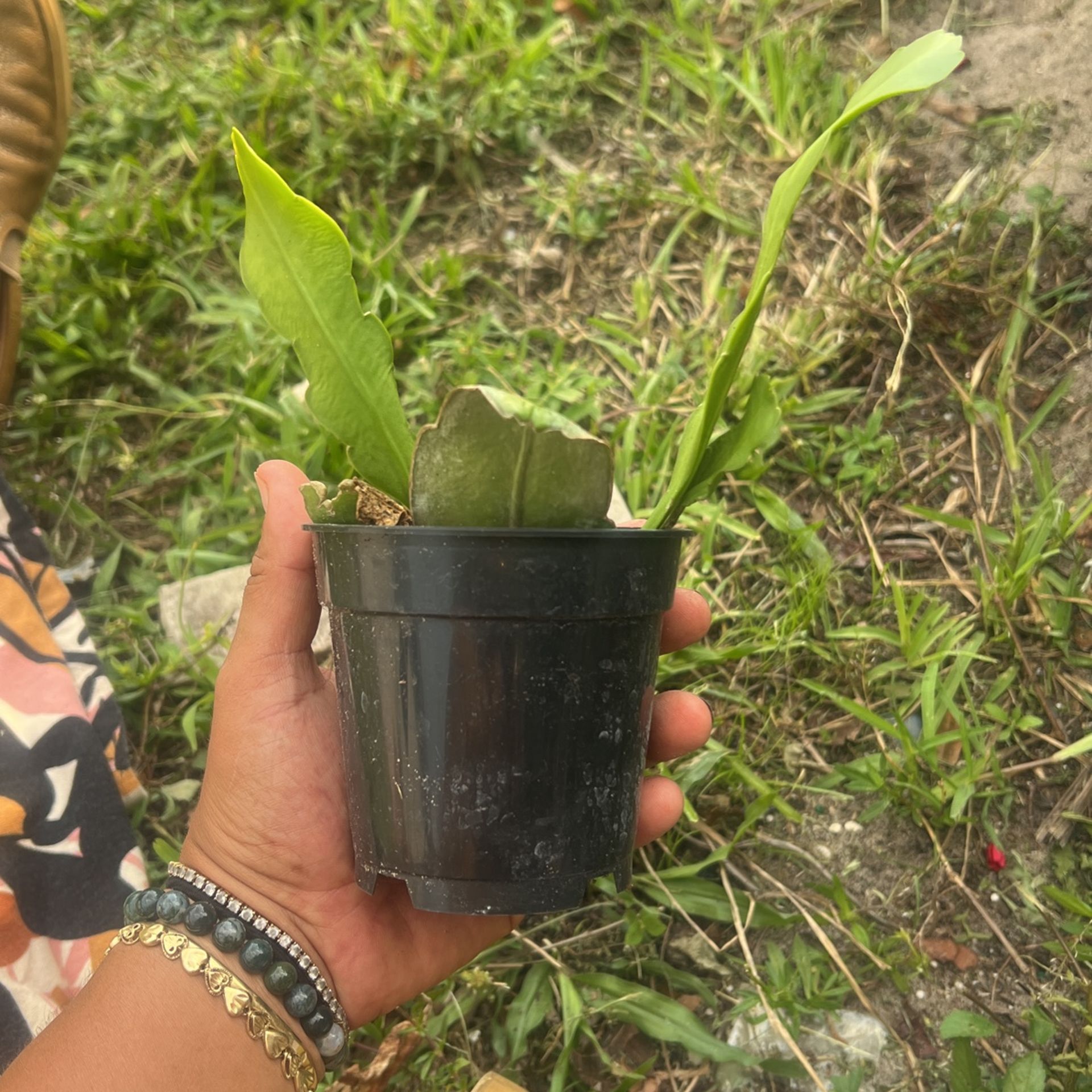 Queen Of The Night Plant