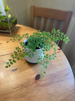 Maidenhair fern