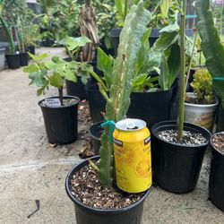 Dragon Fruit Plants, Get 2 For $20, 1 Edgar’s Baby And 1 White Sapphire 