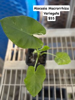 🪴Alocasia Macrorrhiza Variegata🪴This seed original come from P.R. 🇵🇷