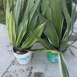 Free Plants
