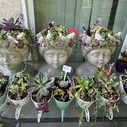 Mothers Day Succulent Gifts