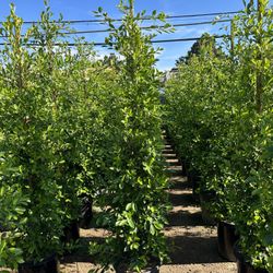 Ficus Nitida Privacy Hedge