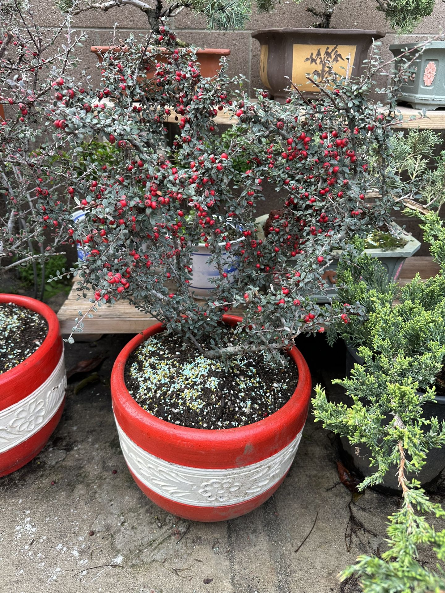 Bonsai Tree for Sale in Anaheim, CA OfferUp