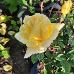 Yellow Rose (Gold glow) 5gal