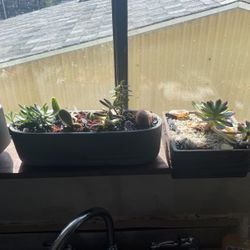 Succulents Cactus