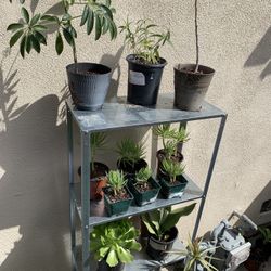 Mixture Of Plants $3 Each