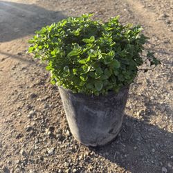 🌿 5-Gallon Hierbabuena 