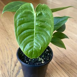 Rare King Veitchii Anthurium Plant / 2 in 1 Pot / Free Delivery Available 