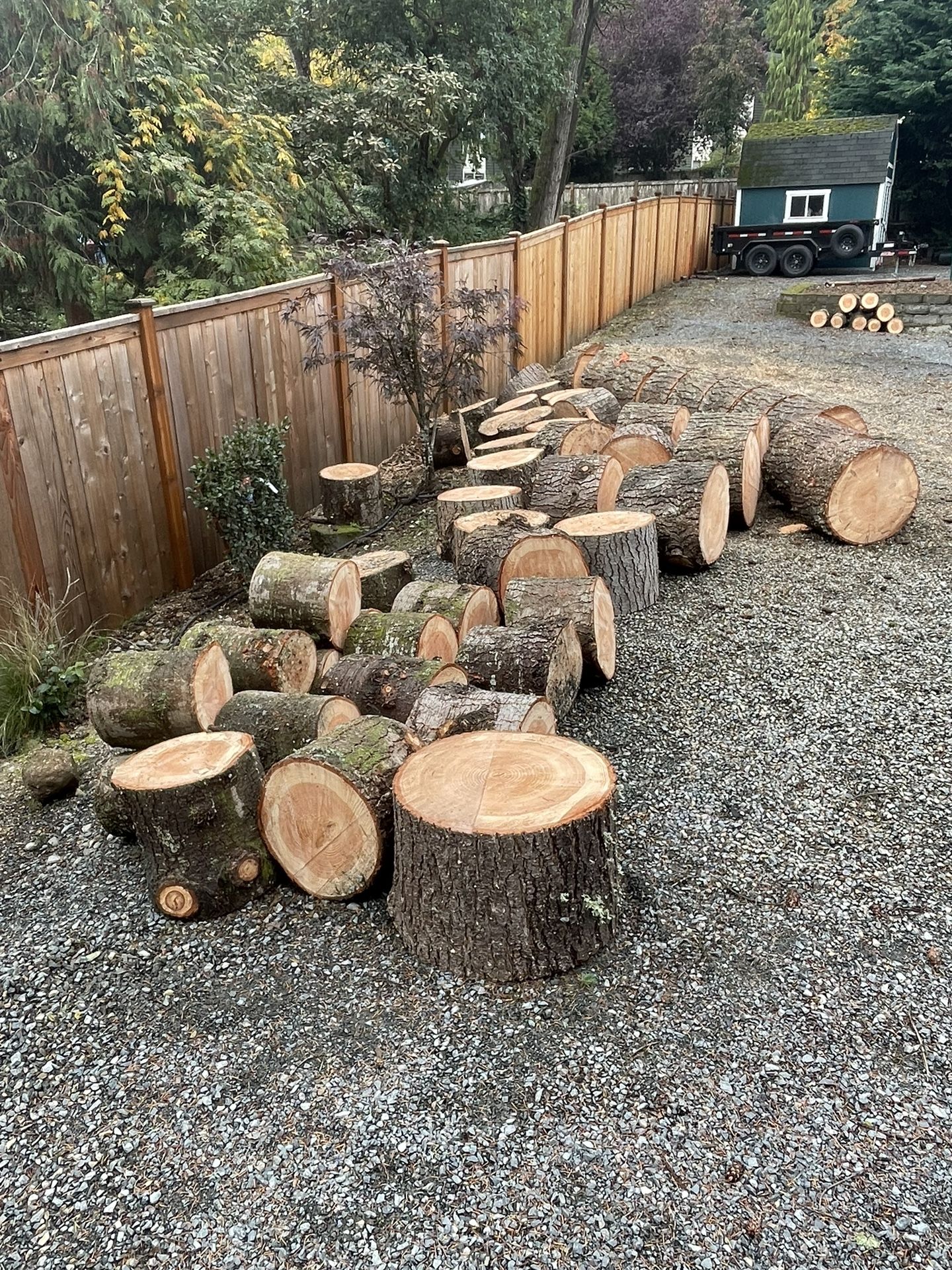 Free Douglas Fir Firewood Rounds In Bothell for Sale in Bothell, WA
