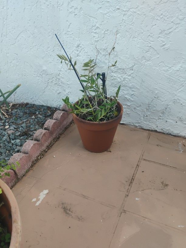 Epidendrum Flowering Plant In MARGATE