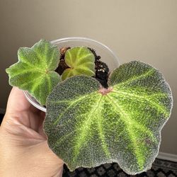 Begonia Soli-mutata live plant Terrarium (can acclimate to house conditions)