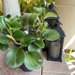 Pepperomia / Pancake Plant