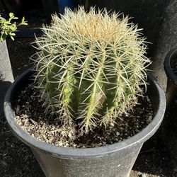 Golden Barrel Cactus