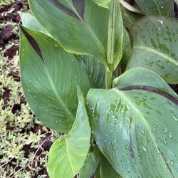 Cannas Perennial Plants