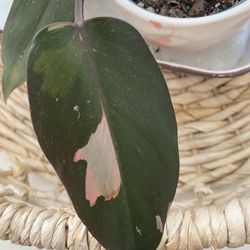 Pink Princess Philodendron 