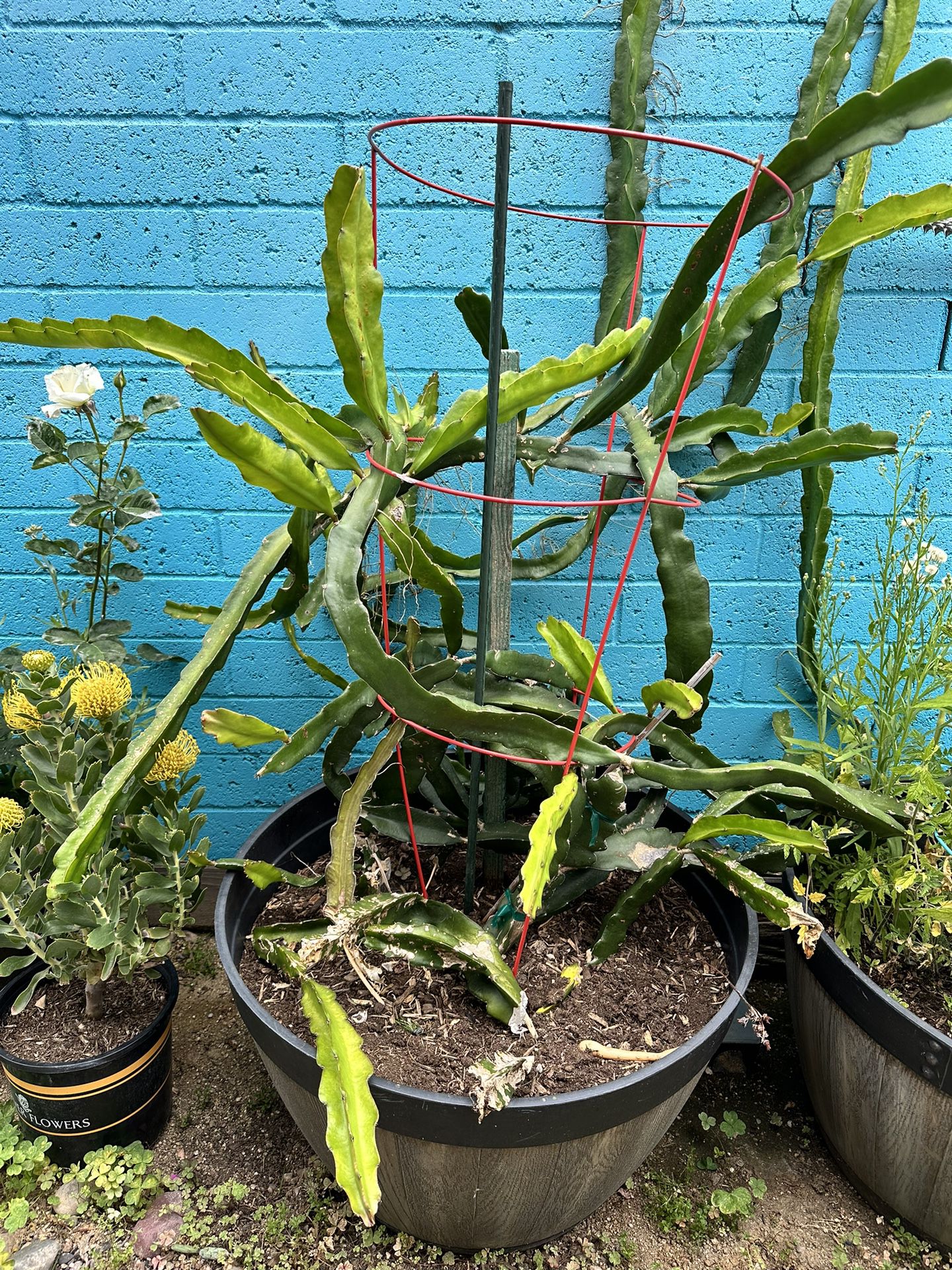 Dragonfruit Plant