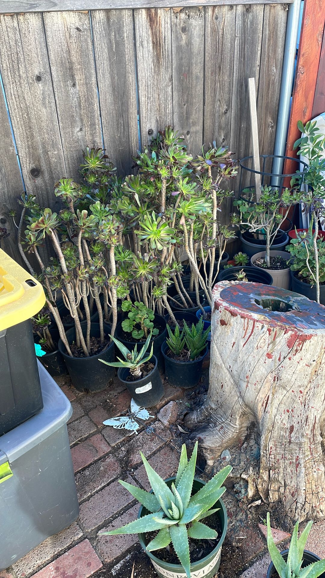 Plants Sale 5.00 Each Need Gone 