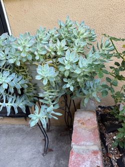 Succulent