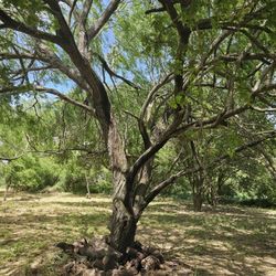 Mesquite Tree/Firewood 
