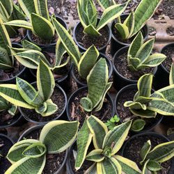 Snake Plant 