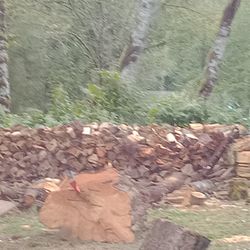 Rick Of Alder, Fir, Maple And Lil Cedar By Honest Ppl.