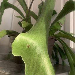 Plant for inside  and outside.   