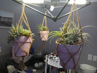 Air plants (Tillandsia) and succulents like Donkey’s Tail, displayed in hand-painted terracotta or ceramic pots. These pots are held by jute twine mac