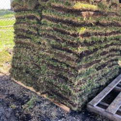 St. Augustine Sod - $225 Per Pallet