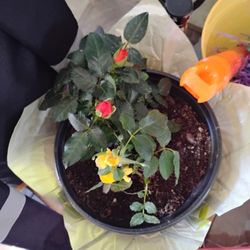 Miniature Rose Bushes