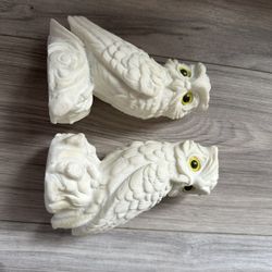 Owls 