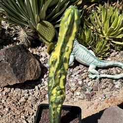 🌵 Variegated Blue Myrtle Monstorse • Myrtilliocactus Geometrizans • Cacti 🌵 