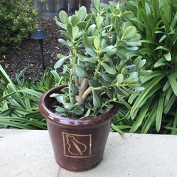 Large healthy jade plant in a ceramic pot