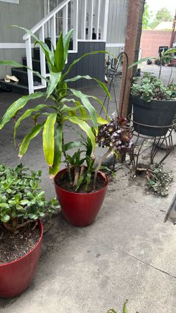 Plants