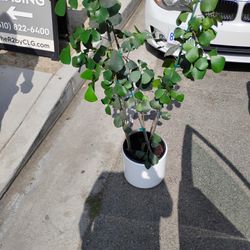 (New) Ficus Triangularis Plant 4ft with Ceramic Vase 