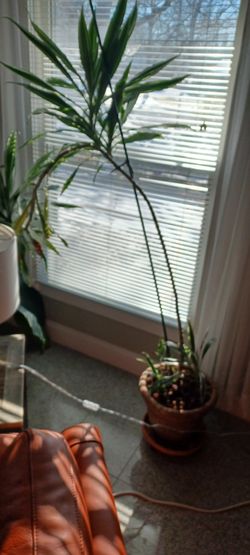 Lots Of Pottet House Plants