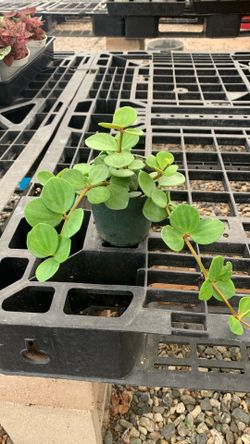 4” Pot Peperomia Hope