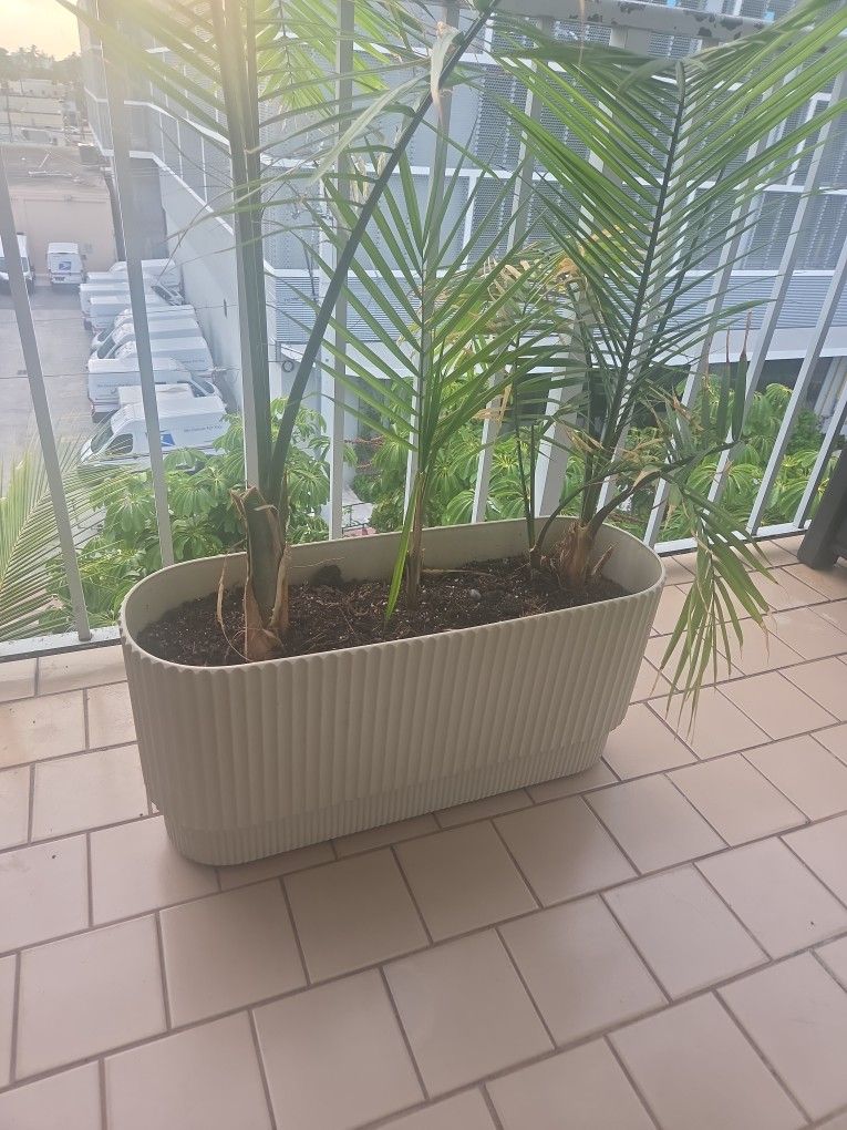 Plante 3 🌴 Palmas