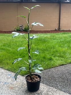 Mini monstera Rhaphidophora tetrasperma Vine