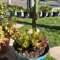 Nice   Succulent Plant 