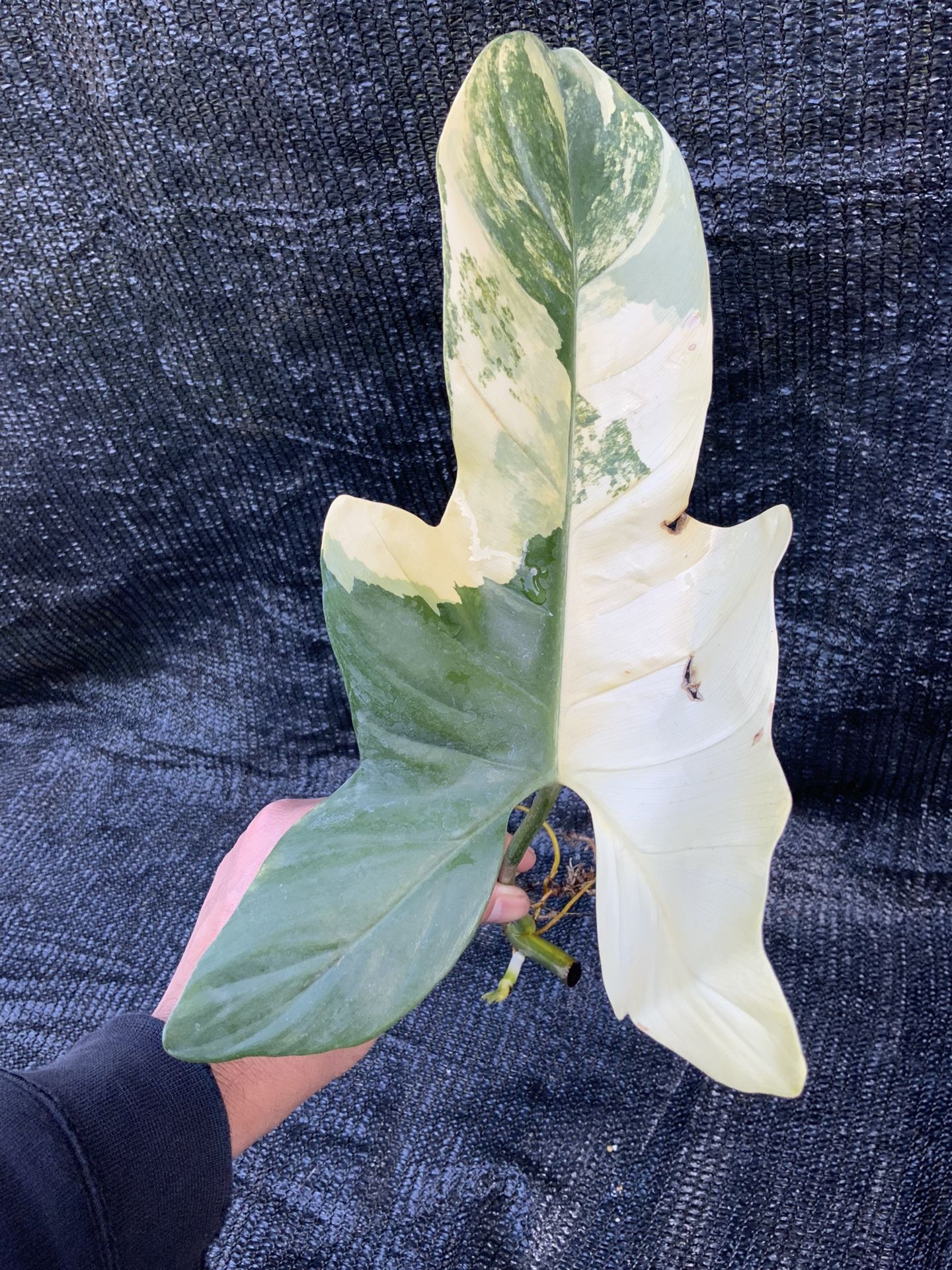 Philodendron Bipennifolium Variegated Violin Node Cutting Rooted With New Growth 
