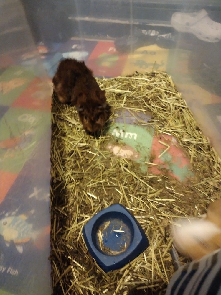 Guinea Pig And A Hamster