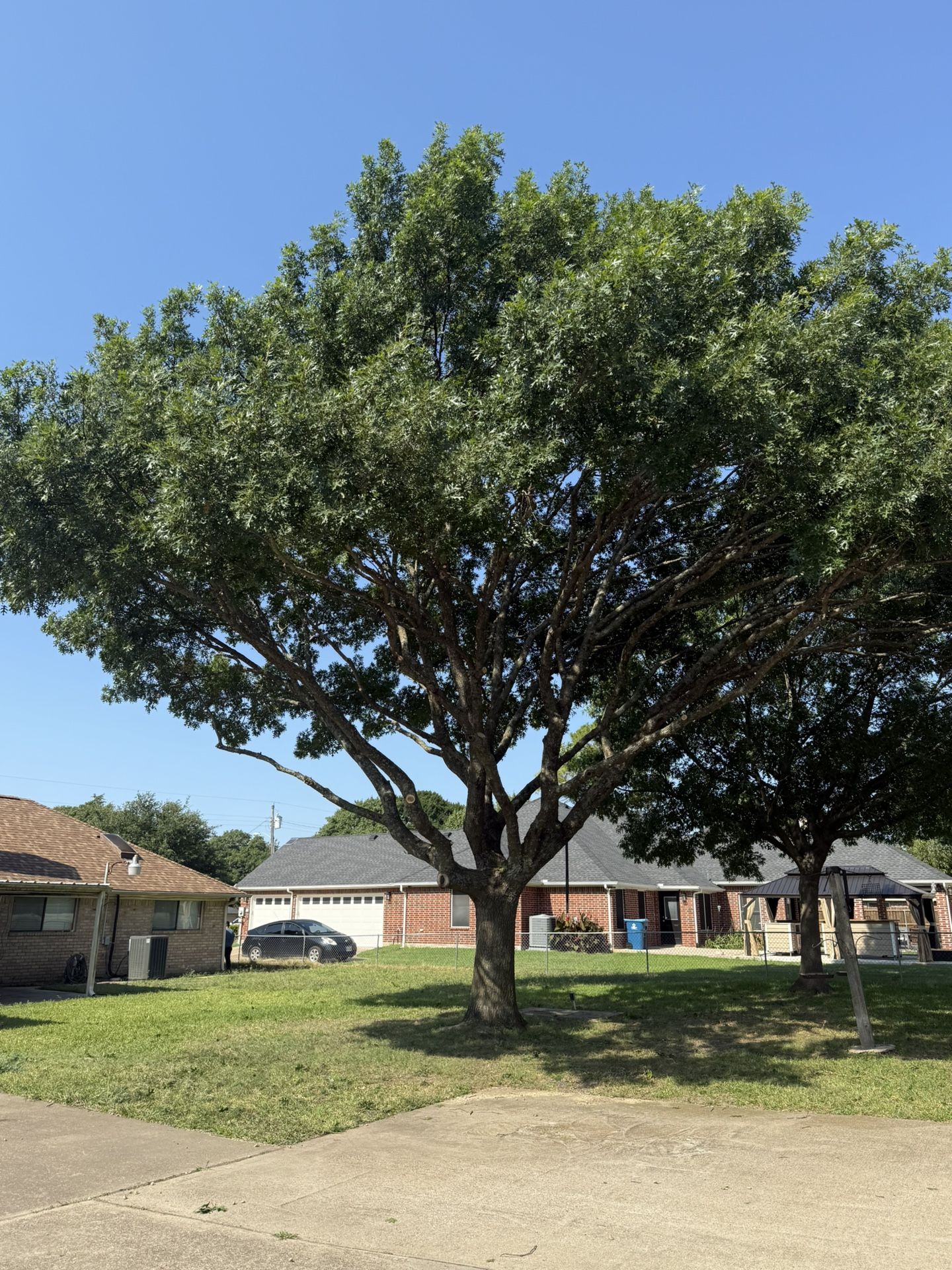 GOOD PRICES ON TREE π²