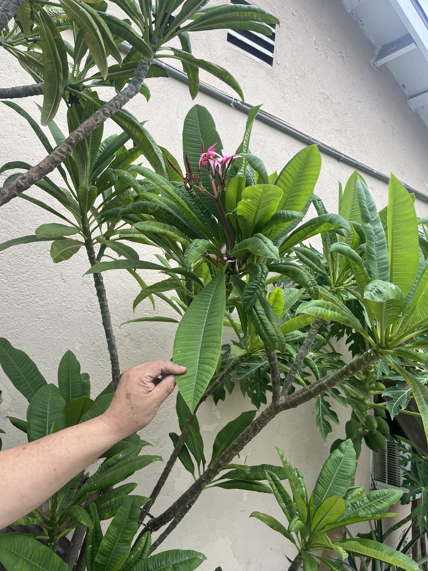 Plumeria 